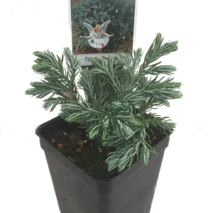 Boulevard Cypress Live Plant - Chamaecyparis - 2.5 inch Pot - Fairy Garden - Image 1
