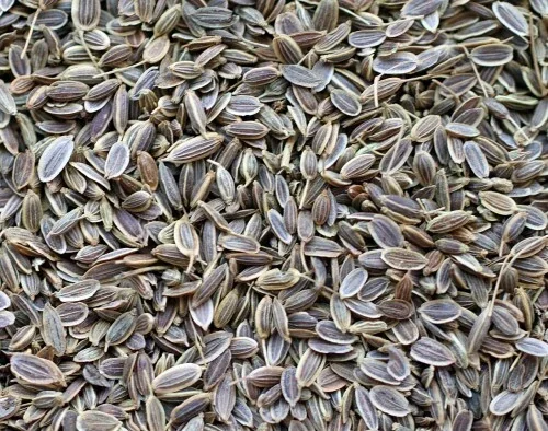 Bouquet Dill Seeds - Organic Non-GMO Heirloom Herb Seeds - 250-500 Seeds for Outdoor Gardening - Image 2