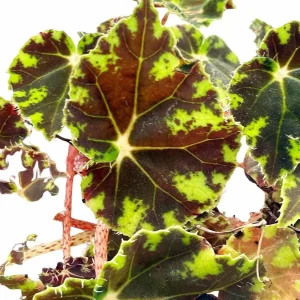 Bower's Black Begonia Live Plant - 2.5