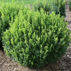 Boxwood Live Plant - Fast Growing Evergreen Shrub - Sun or Shade - 4 inch Pot - Image 1