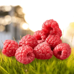 Boyne Raspberry Bare Root Cane - 1-Year-Old Live Plant - Cold Hardy - Image 1