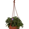 Boysenberry Delight Cape Primrose Live Plant – Streptocarpella – 6 inch Hanging Basket - Image 1