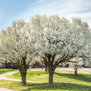 Bradford Pear Tree Live Plant Seedling - Pyrus Calleryana - 4-8 Inches Tall - Outdoor - Image 1