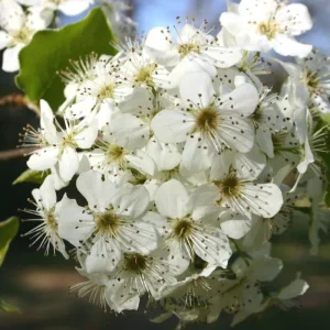 Bradford Pear Tree Live Plant Seedling - Pyrus Calleryana 4-8 Inches Tall (Set of 2) - Image 3