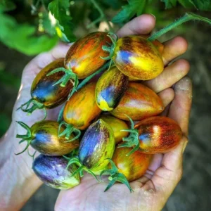 Brad's Atomic Grape Tomato Seeds - Organic - 50 Seeds - Unique Striped Cherry Tomatoes - Image 1
