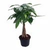 Braided Money Tree Live Plant - Pachira aquatica - 6 Inch Pot - Indoor - Image 1
