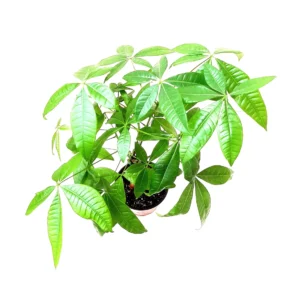 Braided Money Tree Live Plant – Pachira aquatica – 6-inch Pot – Indoor Houseplant - Image 3