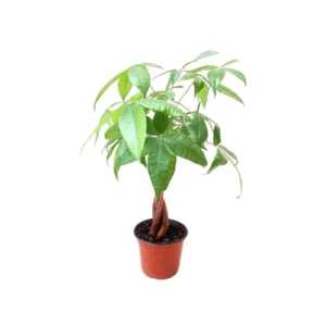 Braided Money Tree Live Plant – Pachira aquatica – 6-inch Pot – Indoor Houseplant - Image 1