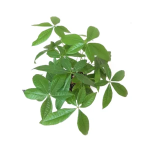 Braided Money Tree Live Plant – Pachira aquatica – 6-inch Pot – Indoor Houseplant - Image 4