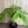 Braided Money Tree Plant - Pachira aquatica Live Indoor Plant - 4 inch or 6 inch Pot - Image 1