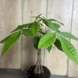 Braided Money Tree Plant - Pachira aquatica Live Indoor Plant - 4 inch or 6 inch Pot - Image 2