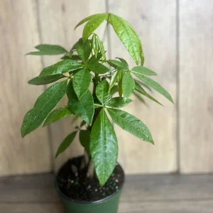 Braided Money Tree Plant - Pachira aquatica Live Indoor Plant - 4 inch or 6 inch Pot - Image 3