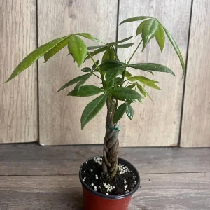 Braided Money Tree Plant - Pachira aquatica Live Indoor Plant - 4 inch or 6 inch Pot - Image 6