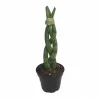 Braided Snake Plant Live Plant – Sansevieria cylindrica – 2 inch Pot – Indoor - Image 1