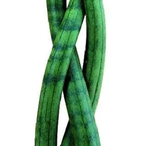 Braided Snake Plant Live Plant – Sansevieria cylindrica – 2 inch Pot – Indoor - Image 2