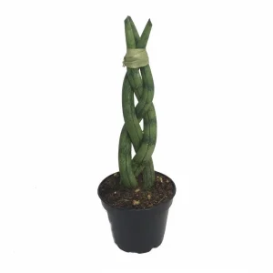 Braided Snake Plant Live Plant – Sansevieria cylindrica – 2 inch Pot – Indoor - Image 1