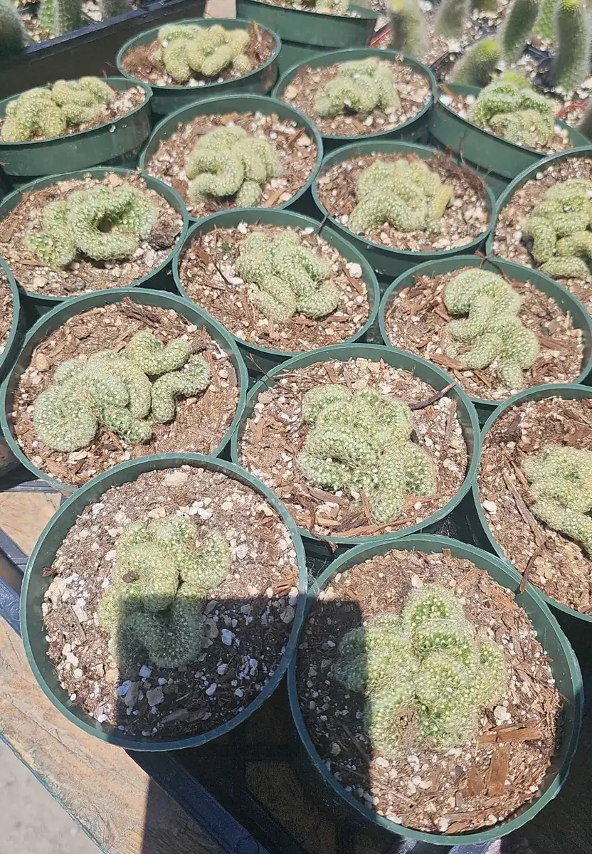 Brain Cactus Live Plant – Mammillaria Elongata Cristata – 4in Pot – Rare Easy Care Indoor Succulent - Image 2