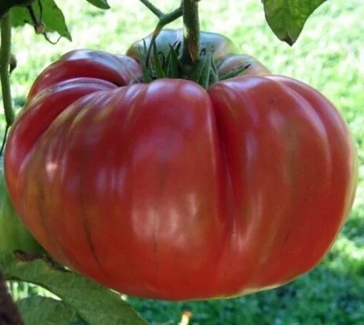 Brandywine Heirloom Tomato Seeds Organic - Black, Red, Orange, Pink - 25 Seeds - Image 5
