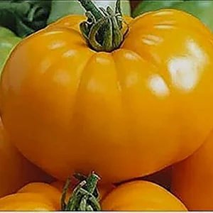 Brandywine Heirloom Tomato Seeds Organic - Black, Red, Orange, Pink - 25 Seeds - Image 6