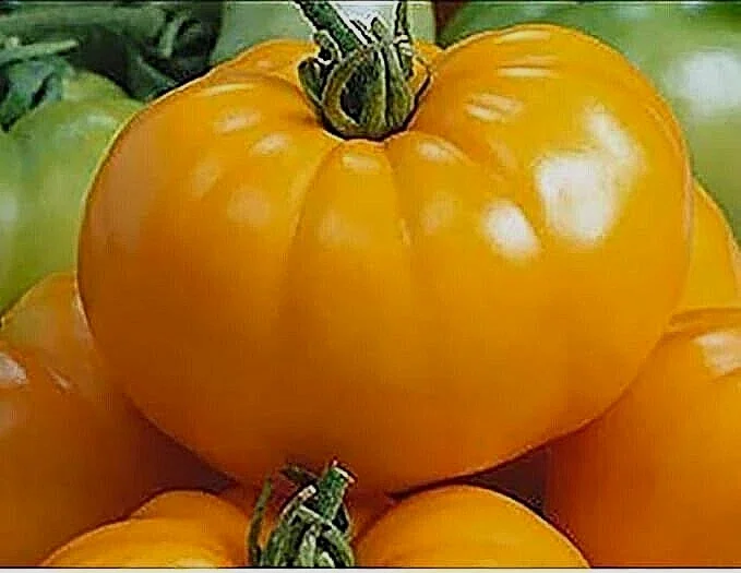 Brandywine Heirloom Tomato Seeds Organic - Black, Red, Orange, Pink - 25 Seeds - Image 6