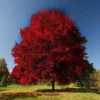Brandywine Maple 2.5” pot - Image 1