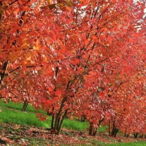 Brandywine Maple – Live Plant 2.5" Pot – Vibrant Fall Color – Ship to AK (Bareroot Oct–May) – No Shipping to Pr, Hi - Image 10