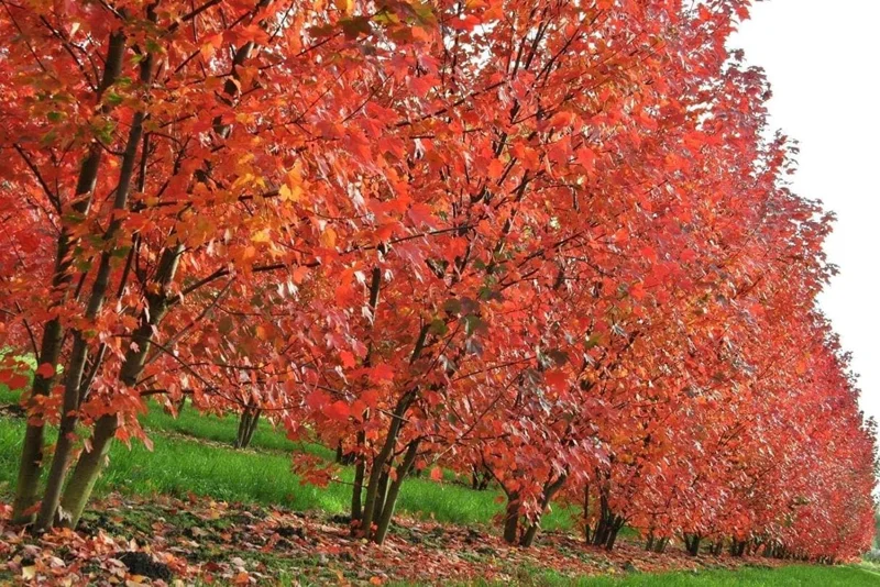 Brandywine Maple – Live Plant 2.5" Pot – Vibrant Fall Color – Ship to AK (Bareroot Oct–May) – No Shipping to Pr, Hi - Image 10