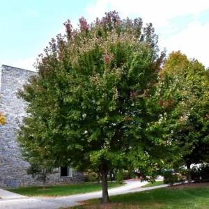 Brandywine Maple – Live Plant 2.5" Pot – Vibrant Fall Color – Ship to AK (Bareroot Oct–May) – No Shipping to Pr, Hi - Image 2