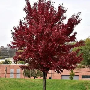 Brandywine Maple – Live Plant 2.5" Pot – Vibrant Fall Color – Ship to AK (Bareroot Oct–May) – No Shipping to Pr, Hi - Image 3