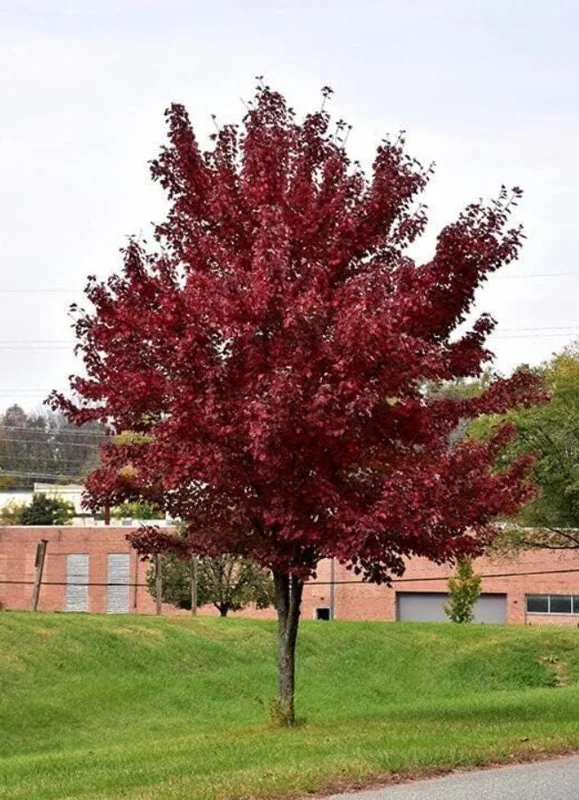 Brandywine Maple – Live Plant 2.5" Pot – Vibrant Fall Color – Ship to AK (Bareroot Oct–May) – No Shipping to Pr, Hi - Image 3