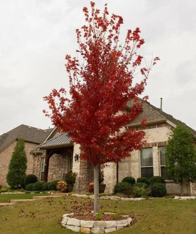 Brandywine Maple – Live Plant 2.5" Pot – Vibrant Fall Color – Ship to AK (Bareroot Oct–May) – No Shipping to Pr, Hi - Image 4