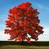 Brandywine Maple – Live Plant 2.5" Pot – Vibrant Fall Color – Ship to AK (Bareroot Oct–May) – No Shipping to Pr, Hi - Image 1