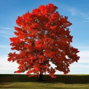 Brandywine Maple – Live Plant 2.5" Pot – Vibrant Fall Color – Ship to AK (Bareroot Oct–May) – No Shipping to Pr, Hi - Image 1