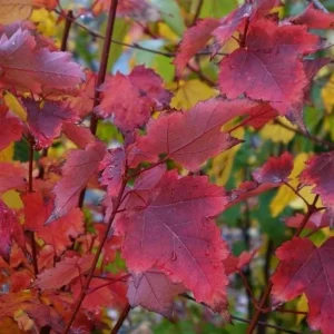 Brandywine Maple – Live Plant 2.5" Pot – Vibrant Fall Color – Ship to AK (Bareroot Oct–May) – No Shipping to Pr, Hi - Image 5