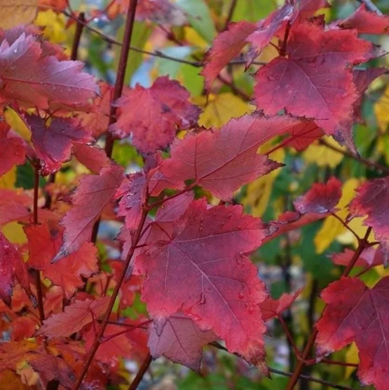 Brandywine Maple – Live Plant 2.5" Pot – Vibrant Fall Color – Ship to AK (Bareroot Oct–May) – No Shipping to Pr, Hi - Image 5