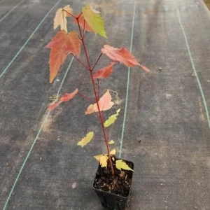 Brandywine Maple – Live Plant 2.5" Pot – Vibrant Fall Color – Ship to AK (Bareroot Oct–May) – No Shipping to Pr, Hi - Image 6