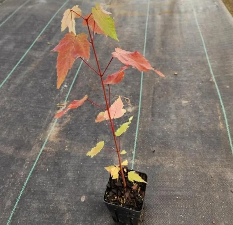 Brandywine Maple – Live Plant 2.5" Pot – Vibrant Fall Color – Ship to AK (Bareroot Oct–May) – No Shipping to Pr, Hi - Image 6