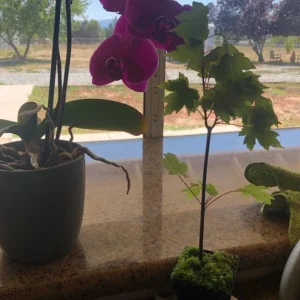 Brandywine Maple – Live Plant 2.5" Pot – Vibrant Fall Color – Ship to AK (Bareroot Oct–May) – No Shipping to Pr, Hi - Image 7