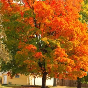 Brandywine Maple – Live Plant 2.5" Pot – Vibrant Fall Color – Ship to AK (Bareroot Oct–May) – No Shipping to Pr, Hi - Image 8