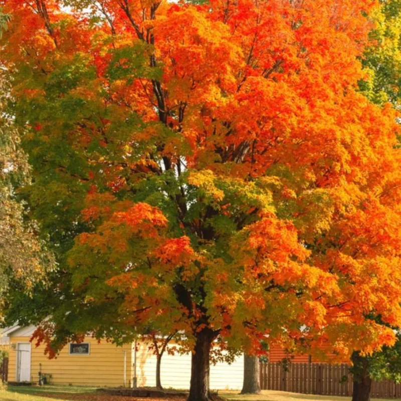 Brandywine Maple – Live Plant 2.5" Pot – Vibrant Fall Color – Ship to AK (Bareroot Oct–May) – No Shipping to Pr, Hi - Image 8