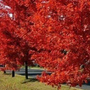 Brandywine Maple – Live Plant 2.5" Pot – Vibrant Fall Color – Ship to AK (Bareroot Oct–May) – No Shipping to Pr, Hi - Image 9