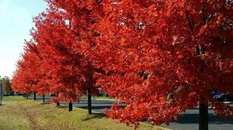 Brandywine Maple – Live Plant 2.5" Pot – Vibrant Fall Color – Ship to AK (Bareroot Oct–May) – No Shipping to Pr, Hi - Image 9
