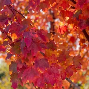 Brandywine Maple Live Tree – 1-2 ft Tall, Quart Pot – Deciduous Shade Tree – Outdoor - Image 3