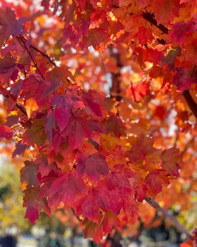 Brandywine Maple Live Tree – 1-2 ft Tall, Quart Pot – Deciduous Shade Tree – Outdoor - Image 3