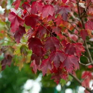 Brandywine Maple Live Tree – 1-2 ft Tall, Quart Pot – Deciduous Shade Tree – Outdoor - Image 4