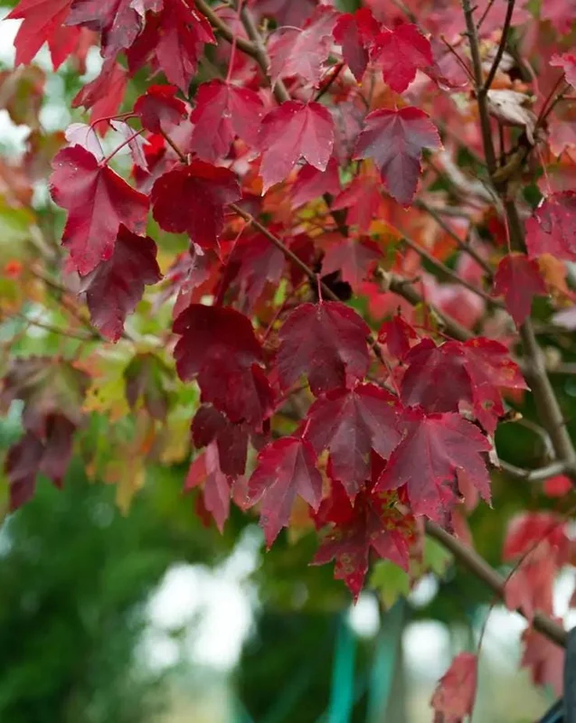 Brandywine Maple Live Tree – 1-2 ft Tall, Quart Pot – Deciduous Shade Tree – Outdoor - Image 4