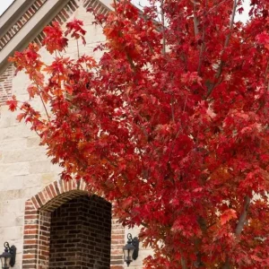 Brandywine Maple Live Tree – 1-2 ft Tall, Quart Pot – Deciduous Shade Tree – Outdoor - Image 5