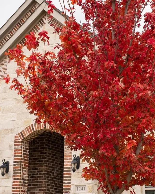 Brandywine Maple Live Tree – 1-2 ft Tall, Quart Pot – Deciduous Shade Tree – Outdoor - Image 5