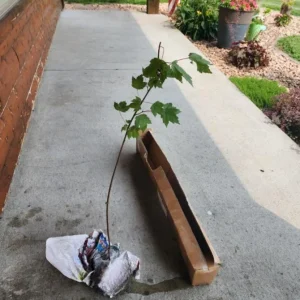 Brandywine Maple Live Tree – 1-2 ft Tall, Quart Pot – Deciduous Shade Tree – Outdoor - Image 6