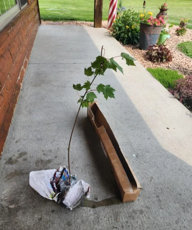 Brandywine Maple Live Tree – 1-2 ft Tall, Quart Pot – Deciduous Shade Tree – Outdoor - Image 6